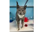 Adopt Sox a Domestic Shorthair / Mixed cat in Troy, VA (41221497)