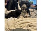 Adopt Lincoln a Black - with White Aussiedoodle / Mixed dog in Meridianville