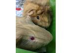 Adopt Gibbs & Sparrow a Buff Guinea Pig / Guinea Pig / Mixed small animal in