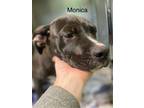 Adopt Monica a Black Mixed Breed (Medium) / Mixed dog in Georgetown