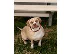 Adopt Kesha a Tan/Yellow/Fawn Beagle / Mixed dog in Monroe, MI (41126981)