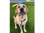 Adopt Tank a Tan/Yellow/Fawn Mastiff / Mixed dog in Queenstown, MD (40828802)