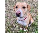 Adopt Baxter a White - with Brown or Chocolate Mutt / Hound (Unknown Type) /