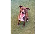 Adopt Chelsea a Brindle Mixed Breed (Large) / Mixed dog in Farmington