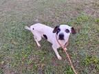 Adopt Marney a White Mixed Breed (Medium) / Mixed dog in Green Cove Springs