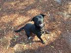 Adopt Joey a Black Mixed Breed (Large) / Mixed dog in Green Cove Springs