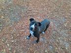Adopt Mischief a Black Mixed Breed (Large) / Mixed dog in Green Cove Springs