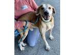 Adopt Gage a Tan/Yellow/Fawn Hound (Unknown Type) / Mixed Breed (Medium) / Mixed