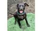 Adopt Orion a Black Labrador Retriever / Mixed dog in Philadelphia