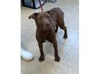 Adopt Cash a Brown/Chocolate American Pit Bull Terrier / Mixed Breed (Medium) /