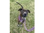 Adopt Brielle a Brown/Chocolate American Staffordshire Terrier / Mixed dog in