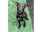 Adopt Missy a Black Labrador Retriever / Mixed dog in Philadelphia