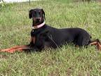 Adopt Athena a Black - with Tan, Yellow or Fawn Doberman Pinscher / Mixed dog in