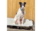 Adopt Junior a White Mixed Breed (Medium) / Mixed dog in Philadelphia