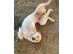Adopt Sophie a Tan/Yellow/Fawn - with White Great Pyrenees / Mixed dog in New