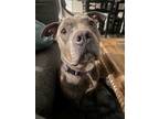 Adopt Roger a Gray/Silver/Salt & Pepper - with White Pit Bull Terrier / Mixed