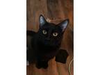 Adopt Batman a All Black Domestic Shorthair / Mixed (short coat) cat in Temple