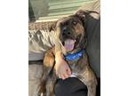 Adopt Jack a Brindle - with White Mountain Cur / Plott Hound / Mixed dog in