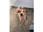 Adopt Rugby a Red/Golden/Orange/Chestnut - with White Blue Heeler / Mixed dog in