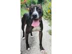 Adopt Country Road a Black American Staffordshire Terrier / Mixed Breed (Medium)