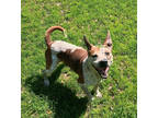 Adopt Bode a White Australian Cattle Dog / Pointer / Mixed (short coat) dog in