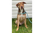 Adopt ZEUS a Tan/Yellow/Fawn Shepherd (Unknown Type) / Mixed dog in Slinger