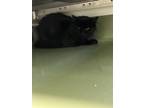 Adopt Stingray a All Black Domestic Longhair / Domestic Shorthair / Mixed cat in