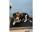 Adopt Darby a Black Beagle / Mixed Breed (Medium) / Mixed (short coat) dog in