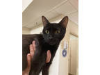 Adopt Joan Jett a All Black Domestic Shorthair / Domestic Shorthair / Mixed cat