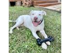 Adopt Skidmark a White American Pit Bull Terrier / Mixed dog in Leesburg