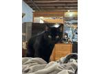 Adopt Binx a All Black Domestic Shorthair / Mixed (short coat) cat in