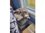 Adopt Denim a Gray, Blue or Silver Tabby Tabby (short coat) cat in Louisville