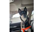 Adopt Chinook a Black - with Tan, Yellow or Fawn German Shepherd Dog / Husky /