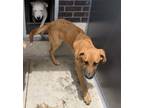 Adopt Gimlet a Red/Golden/Orange/Chestnut Labrador Retriever / Mixed dog in San