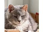 Adopt Kulia a Gray or Blue Domestic Shorthair / Mixed (short coat) cat in