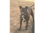 Adopt Ninja a Brindle American Pit Bull Terrier / Mixed dog in Holly Springs