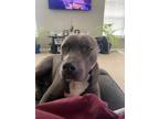 Adopt LEO a Gray/Blue/Silver/Salt & Pepper American Pit Bull Terrier / Mixed dog