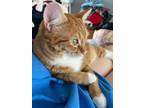 Adopt Nibby a Orange or Red Tabby Tabby / Mixed (medium coat) cat in Raleigh