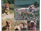 Adopt Punky a Brown/Chocolate Mixed Breed (Large) / Mixed dog in Greenville