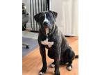 Adopt Loki a Brindle - with White Presa Canario / Mixed dog in Simcoe