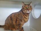 Adopt Cocoa a Domestic Shorthair / Mixed (short coat) cat in Hyde Park