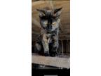 Adopt Jovi a Tortoiseshell American Shorthair / Mixed (short coat) cat in