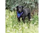 Adopt Donato a Black Labrador Retriever / Shepherd (Unknown Type) / Mixed dog in