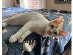 Adopt Oliver a Orange or Red (Mostly) Domestic Shorthair / Mixed (medium coat)