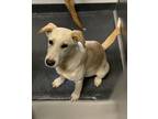 Adopt Cosmopolitan a Tan/Yellow/Fawn Labrador Retriever / Mixed dog in San