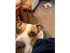 Adopt Penny a Red/Golden/Orange/Chestnut - with White Boxer / American Pit Bull