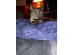 Adopt cruella Deville a Gray or Blue (Mostly) Domestic Mediumhair / Mixed