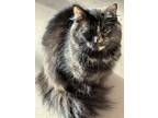 Adopt Xena a Tortoiseshell Domestic Mediumhair (long coat) cat in Duette