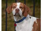 Adopt Cody- SO SWEET!! a White - with Red, Golden, Orange or Chestnut Pointer /