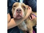 Adopt DOOLEY (So Sweet and Gentle) a Brown/Chocolate - with White Pit Bull